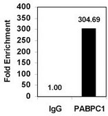 RIPAb+ PABPC1 - RIP Validated Antibody and Primer Set