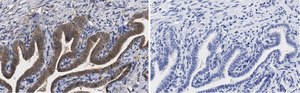 Anti-PKCι Antibody, clone 1J13 ZooMAb® Rabbit Monoclonal recombinant, expressed in HEK 293 cells