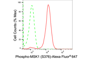 Anti-phospho-MSK1 (Ser376) Antibody, clone 24GB870, Rabbit Monoclonal clone 24GB870, recombinant rabbit monoclonal, expressed in HEK293 cells