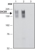 Anti-Dicer antibody produced in rabbit ~1.0 mg/mL, affinity isolated antibody