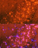 Anti-JNK1/2/3 Antibody, clone 0J5D8, Rabbit Monoclonal