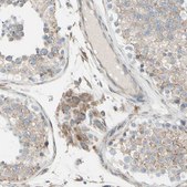 Anti-FNDC3A antibody produced in rabbit Ab1, Prestige Antibodies® Powered by Atlas Antibodies, affinity isolated antibody, buffered aqueous glycerol solution