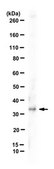 Anti-NUBP1 Antibody from rabbit, purified by affinity chromatography