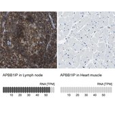 Anti-APBB1IP antibody produced in rabbit Prestige Antibodies® Powered by Atlas Antibodies, affinity isolated antibody, buffered aqueous glycerol solution