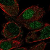 Anti-HLF antibody produced in rabbit Prestige Antibodies® Powered by Atlas Antibodies, affinity isolated antibody