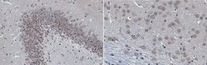 Anti-Catenin Delta-2 Antibody, clone 12B4 clone 12B4.1, from mouse