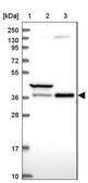 Anti-TCEA1 antibody produced in rabbit Prestige Antibodies® Powered by Atlas Antibodies, affinity isolated antibody, buffered aqueous glycerol solution