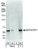 Rabbit anti-MOF/MYST1 Antibody, Affinity Purified Powered by Bethyl Laboratories, Inc.