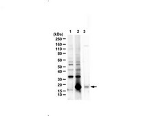 Anti-C9ORF72/C9RANT (Poly-GR) serum, from rabbit
