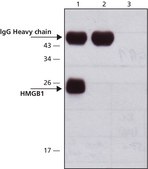 抗HMGB1 (HMG1) (C-末端) ウサギ宿主抗体 affinity isolated antibody, buffered aqueous solution