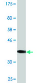 Monoclonal Anti-SULT2B1, (N-terminal) antibody produced in mouse clone 2E5, purified immunoglobulin, buffered aqueous solution