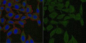Anti-N-cadherin Antibody, CT Antibody, clone 6A9.2 Antibody, Alexa Fluor™ 488 Conjugate clone 6A9.2, from mouse, ALEXA FLUOR™ 488