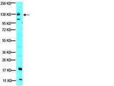 Anti-JAK1 Antibody, clone 73 clone 73, from mouse
