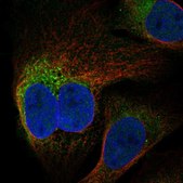 Anti-RMDN2 antibody produced in rabbit Prestige Antibodies® Powered by Atlas Antibodies, affinity isolated antibody, buffered aqueous glycerol solution