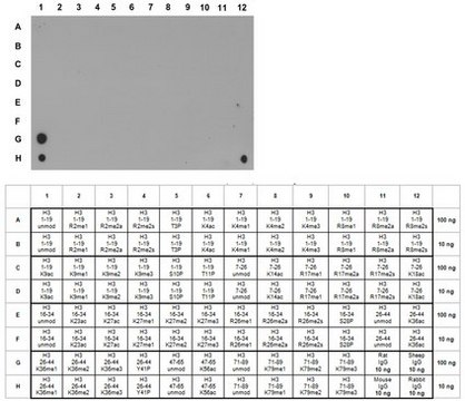 Anti-monomethyl-Histone H3 (Lys36) Antibody, Trial Size from rabbit, purified by affinity chromatography