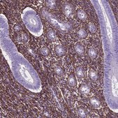 Anti-MFAP2 antibody produced in rabbit Prestige Antibodies® Powered by Atlas Antibodies, affinity isolated antibody, buffered aqueous glycerol solution