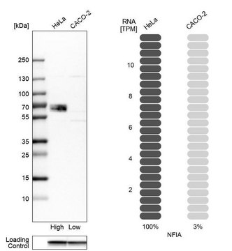 Anti-NFIA antibody produced in rabbit Prestige Antibodies® Powered