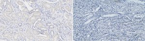 Anti-Nitrotyrosine Antibody Upstate®, from rabbit
