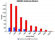 抗HMGB2 (HMG2) ウサギ宿主抗体 affinity isolated antibody