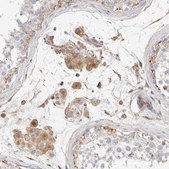 Anti-PROS1 antibody produced in rabbit Prestige Antibodies® Powered by Atlas Antibodies, affinity isolated antibody, buffered aqueous glycerol solution
