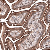 Anti-LMO7 antibody produced in rabbit Prestige Antibodies® Powered by Atlas Antibodies, affinity isolated antibody, buffered aqueous glycerol solution