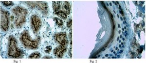 Anti-Axin-1 Antibody from rabbit, purified by affinity chromatography