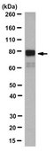 Anti-KSRP Antibody, clone Ab5 clone Ab5, from mouse