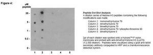 ChIPAb+ Dimethyl-Histone H3 (Lys79) - ChIP Validated Antibody and Primer Set, rabbit monoclonal culture supernatant, clone NL59, from rabbit