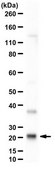 Anti-Rac2 Antibody from rabbit, purified by affinity chromatography