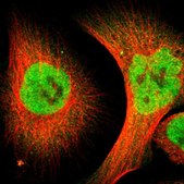 Anti-ZMYM3 antibody produced in rabbit Prestige Antibodies® Powered by Atlas Antibodies, affinity isolated antibody, buffered aqueous glycerol solution