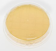 Tryptic Soy Agar Contact plate with Lecithin and Tween