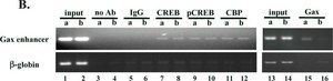 Anti-acetyl-Histone H4 Antibody 1 mg/mL, Upstate®