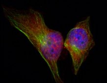 Anti-Phospho-HSP27/HSPB1-S78 antibody produced in rabbit