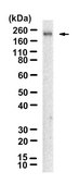 Anti-Nephrin Antibody, clone 1D16 ZooMAb® Rabbit Monoclonal recombinant, expressed in HEK 293 cells