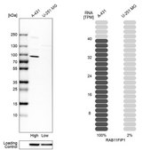 Anti-RAB11FIP1 antibody produced in rabbit Prestige Antibodies® Powered by Atlas Antibodies, affinity isolated antibody, buffered aqueous glycerol solution, Ab3