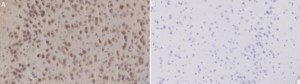 Anti-Megf10 Antibody from rabbit, purified by affinity chromatography