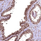 Anti-GAPDH antibody produced in rabbit Prestige Antibodies® Powered by Atlas Antibodies, affinity isolated antibody, buffered aqueous glycerol solution