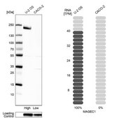 Anti-MAGEC1 antibody produced in rabbit Prestige Antibodies® Powered by Atlas Antibodies, affinity isolated antibody, buffered aqueous glycerol solution
