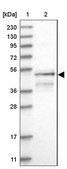 Anti-RUSC1 antibody produced in rabbit Prestige Antibodies® Powered by Atlas Antibodies, affinity isolated antibody, buffered aqueous glycerol solution, ab2