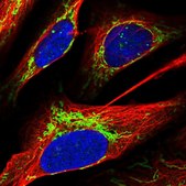 Anti-ACOT1 antibody produced in rabbit Prestige Antibodies® Powered by Atlas Antibodies, affinity isolated antibody, buffered aqueous glycerol solution