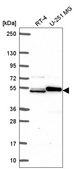 Anti-SH2D3A antibody produced in rabbit Prestige Antibodies® Powered by Atlas Antibodies, affinity isolated antibody