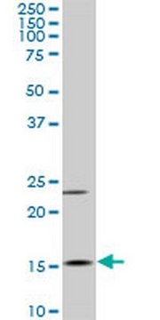 Anti-MYL6 Mouse mAb (1D6) liquid, clone 1D6, Calbiochem&#174;
