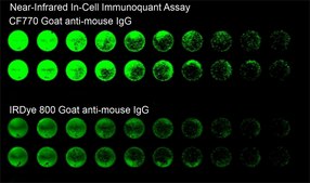 Anti-Rabbit IgG (H+L), highly cross-adsorbed, CF™ 770 antibody produced in goat ~2 mg/mL, affinity isolated antibody