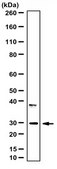 Anti-HES-1 Antibody from rabbit, purified by affinity chromatography