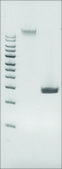 Microbial DNA standard from Pseudomonas Aeruginosa Suitable for PCR, sequencing and NGS, ≥10 ng/μL