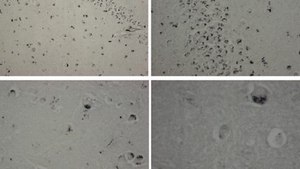 Anti-Prodynorphin (Dynorphin B29) Antibody, clone Dyn9 clone Dyn9, from mouse