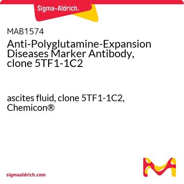 Anti-Polyglutamine-Expansion Diseases Marker Antibody, clone 5TF1-1C2 ascites fluid, clone 5TF1-1C2, Chemicon&#174;