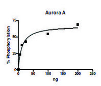 Aurora Kinase A active human recombinant, expressed in baculovirus infected Sf9 cells, ≥90% (SDS-PAGE)
