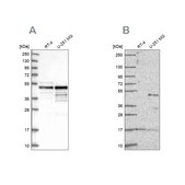 Anti-TFAP2A antibody produced in rabbit Prestige Antibodies® Powered by Atlas Antibodies, affinity isolated antibody, buffered aqueous glycerol solution