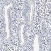 Anti-C2orf42 antibody produced in rabbit Prestige Antibodies® Powered by Atlas Antibodies, affinity isolated antibody, buffered aqueous glycerol solution